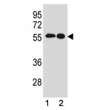 Anti-Src Antibody