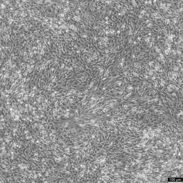 C6 Cells