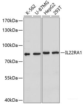 Anti-IL22RA1