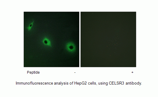 Anti-CELSR3