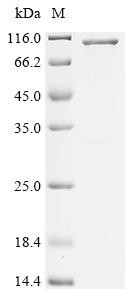 FYVE, RhoGEF and PH domain-containing protein 3 (FGD3), recombinant human