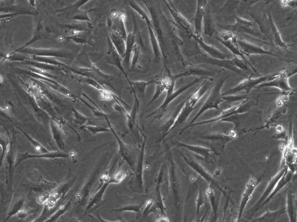 WI-38 Cells
