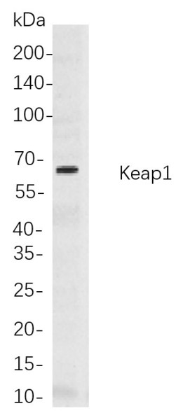 Anti-Recombinant Keap1, clone 9B10