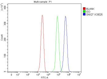 Anti-SNX27 / Sorting nexin-27