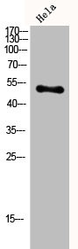 Anti-CPN1
