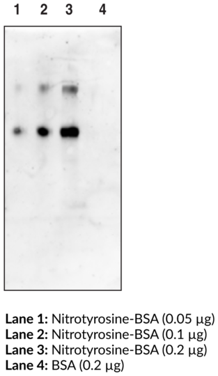 Anti-Nitrotyrosine Monoclonal Antibody - Biotinylated (Clone 22.8C7.3)