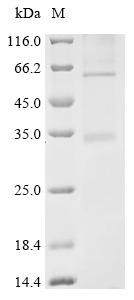 Succinate receptor 1 (SUCNR1), human, recombinant