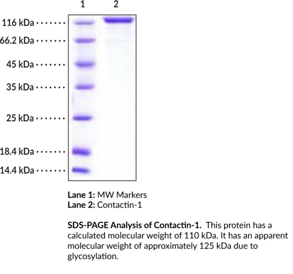 Contactin-1 (human, recombinant)