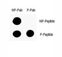 Anti-phospho-p53 (Ser9)