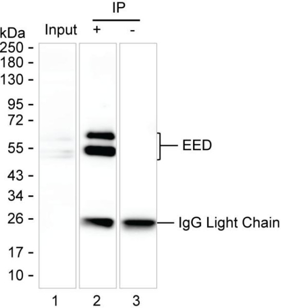 Anti-EED