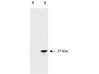 Anti-Red Fluorescent Protein (RFP), Fluorescein conjugated
