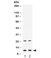 Anti-Eg-Vegf / Prokineticin-1