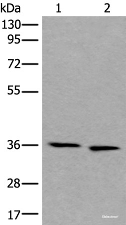 Anti-CDC123