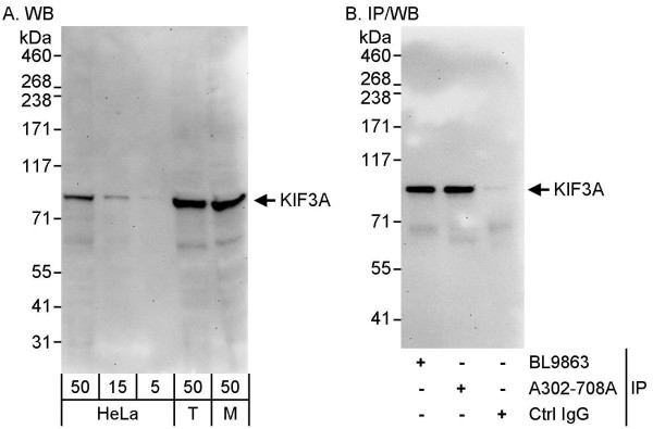 Anti-KIF3A