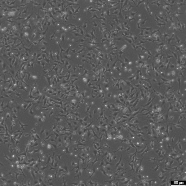 Mv.1.Lu Cells