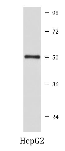 Anti-FOXA1 / HNF3A
