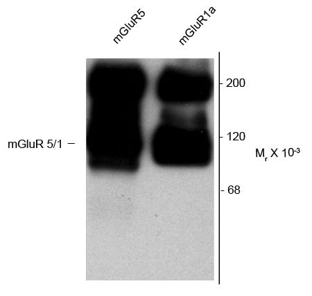 Anti-mGluR1a + mGluR5