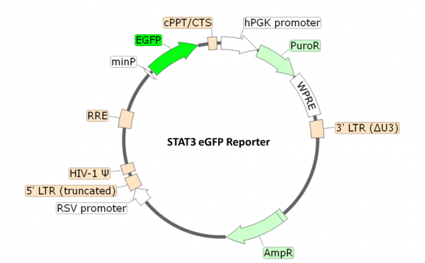 STAT3 eGFP Reporter Lentivirus