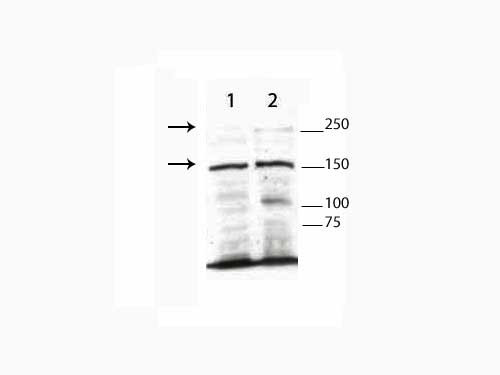 Anti-TET3
