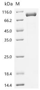 Peptidylglycine alpha-amidating monooxygenase (Pam), partial, recombinant rat
