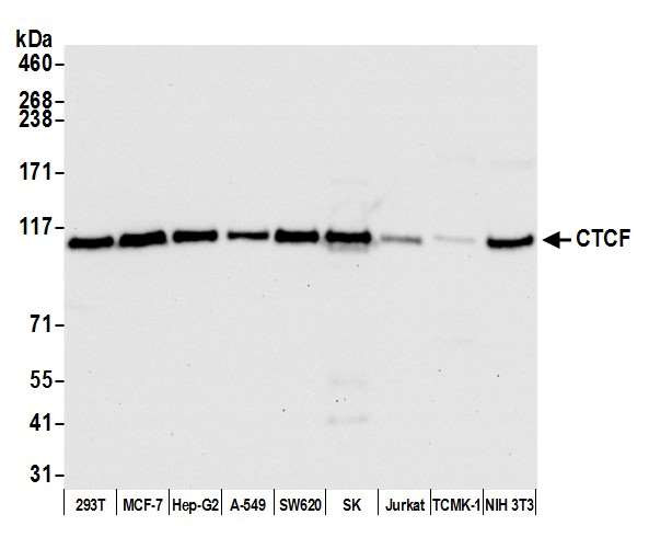 Anti-CTCF Recombinant Monoclonal