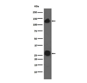 Anti-Integrin alpha V / ITGAV, clone CCE-9