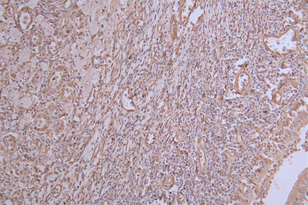 Anti-INMT Recombinant Monoclonal, clone 31G7