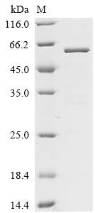 Ubiquitin carboxyl-terminal hydrolase 30 (Usp30), partial, recombinant mouse