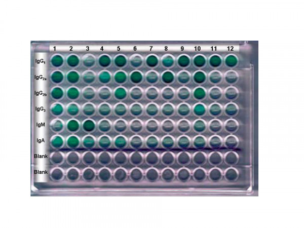 Isotyping Kit: Rapid Mouse Monoclonal Isotyping Kit IsoMax(TM) - 5 pack