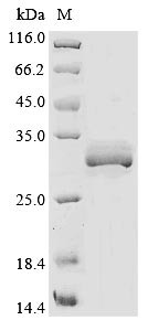 Asialoglycoprotein receptor 1 (Asgr1), partial, rat, recombinant