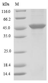 Minor capsid protein VP2, BK polyomavirus, recombinant