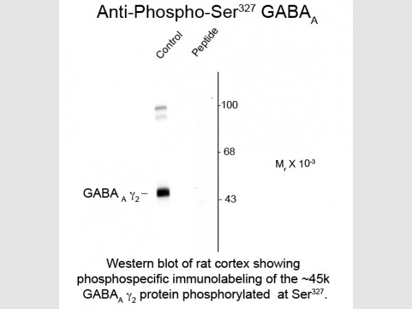 Anti-phospho-GABA(A) Receptor gamma 2 (Ser327)