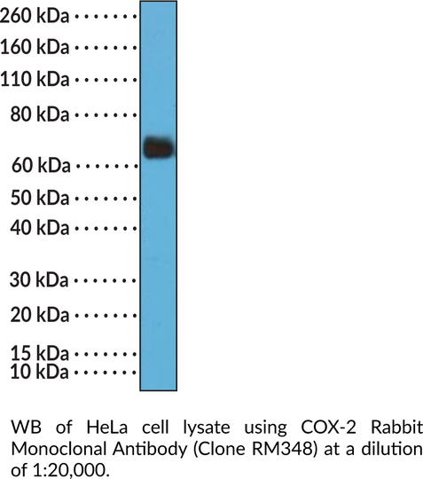 Anti-COX-2 Rabbit (Clone RM348)