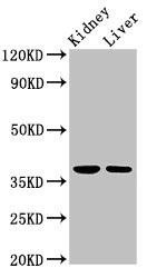 Anti-TAF8