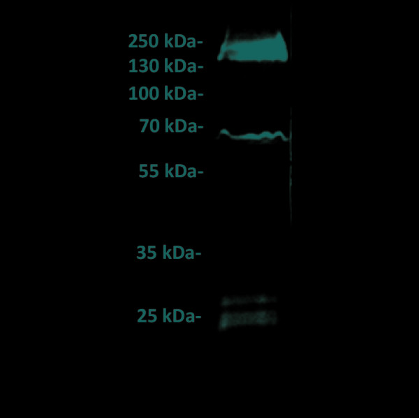 Anti-GUCY2C antibody(6E3), IgG1 Chimeric mAb