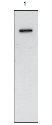 Anti-COX-1