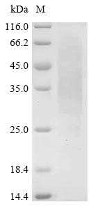 Pollen allergen Phl p 1 (PHLPI), recombinant Phleum pratense