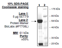 Set7/Set9, active human recombinant protein