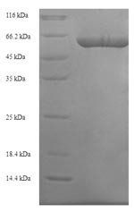 Elongation factor Tu, mitochondrial (TUFM), human, recombinant