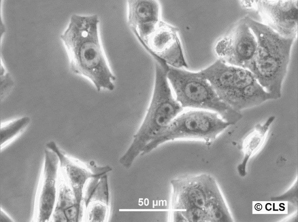 RenCa Cells