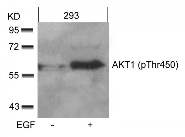 Anti-phospho-Akt1 (Thr450)