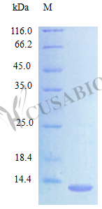 C-C motif chemokine 24 protein (Ccl24) (Active), mouse, recombinant