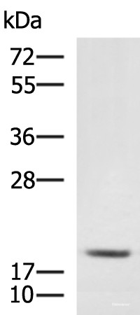 Anti-MRPL20