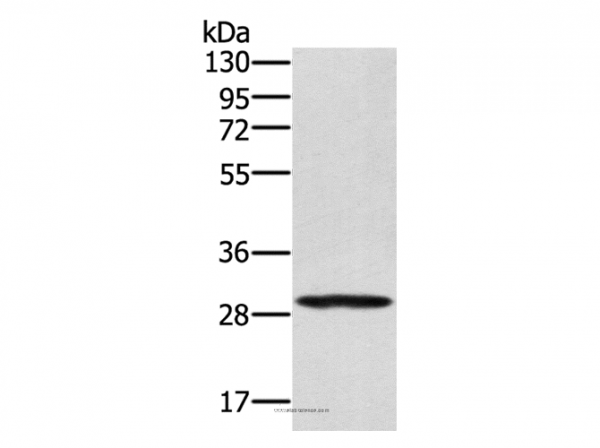 Anti-EDA2R