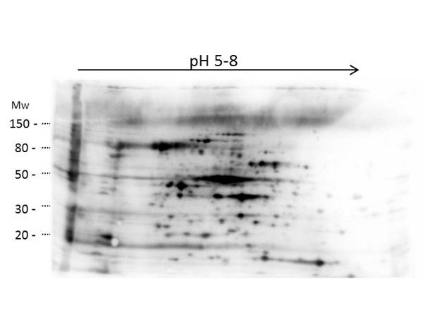 Anti-High Molecular Weight Proteins Host Cell Protein (HCP)