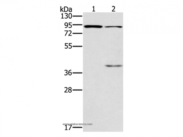 Anti-CNGA3