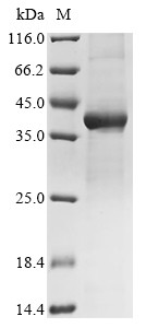 D-amino-acid oxidase (Dao), mouse, recombinant