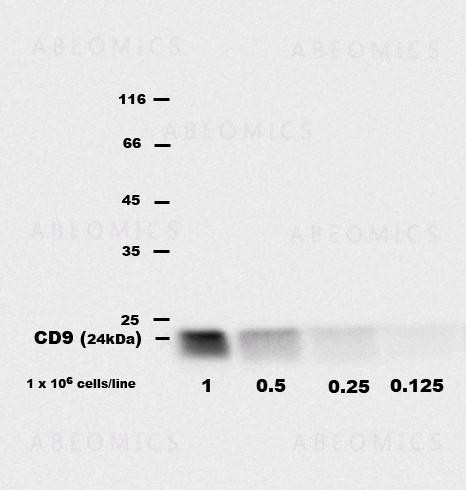 Anti-CD9 Monoclonal Antibody (Clone:EM-04)