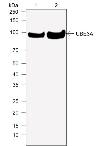 Anti-Recombinant UBE3A, clone A758