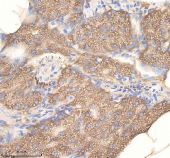 Anti-Zebrafish Pdcd10 / Pdcd10a / Pdcd10b / Programmed cell death protein 10